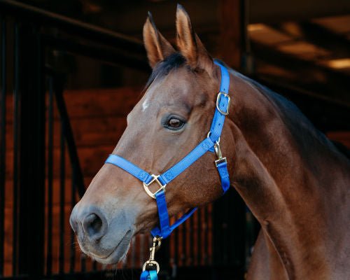 Grooming Halter